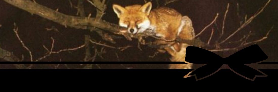 Todfoxxx's profile banner image