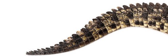 Letitia “tit” Dinsydme banner