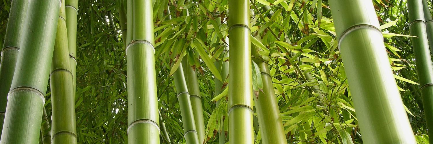 Bamboo shoot 540гр