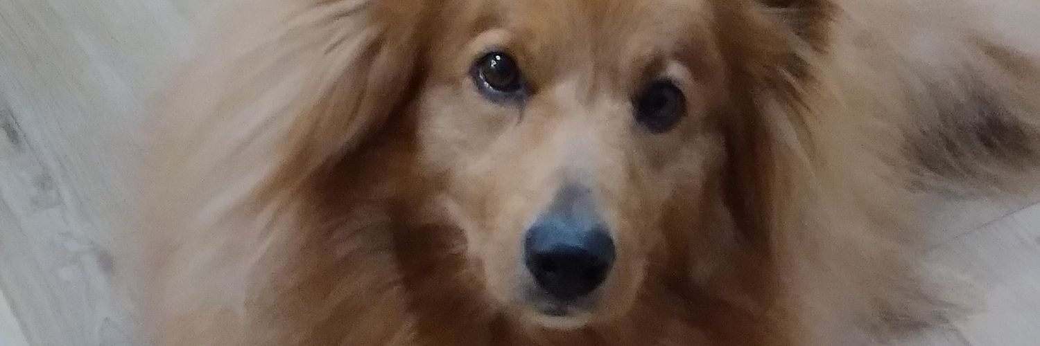 luvlambs's profile banner image