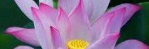PramodRai41603 Profile Banner