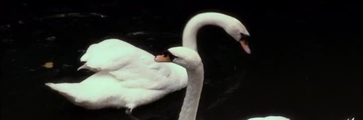 ℳarionette🪽 banner