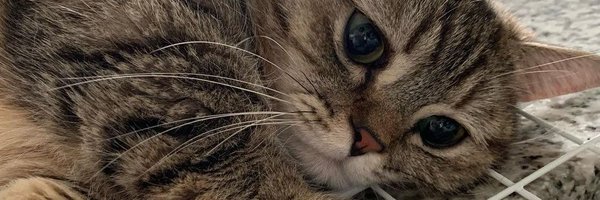 bluntbilla Profile Banner
