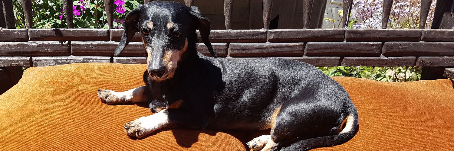 ISABEL MONTERO 🌳 banner