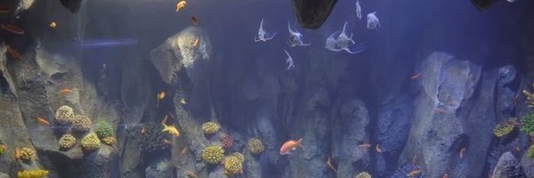 twlightsea Profile Banner