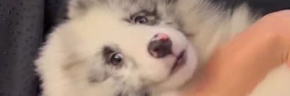 Pluvbkpp's profile banner image