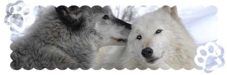 collie 🐎⛪️'s banner