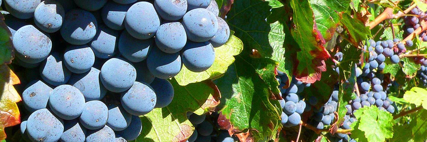 Quaff Wine Merchant banner