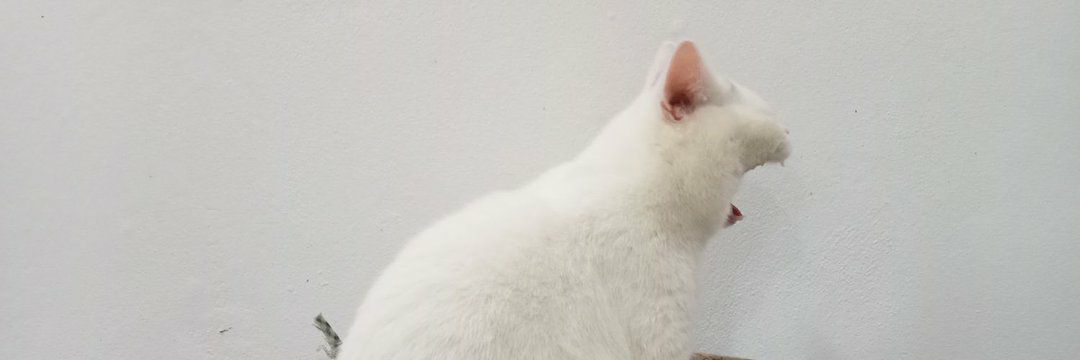 ข้าวขาวปลาย่างสอง banner