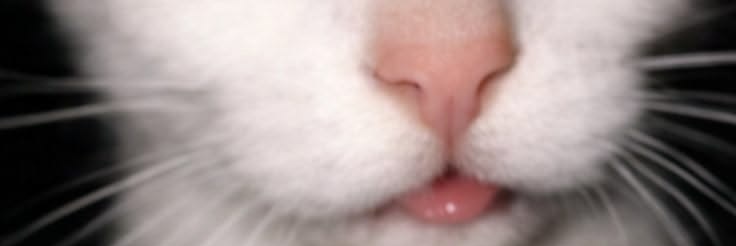 SNasciment1526's profile banner image