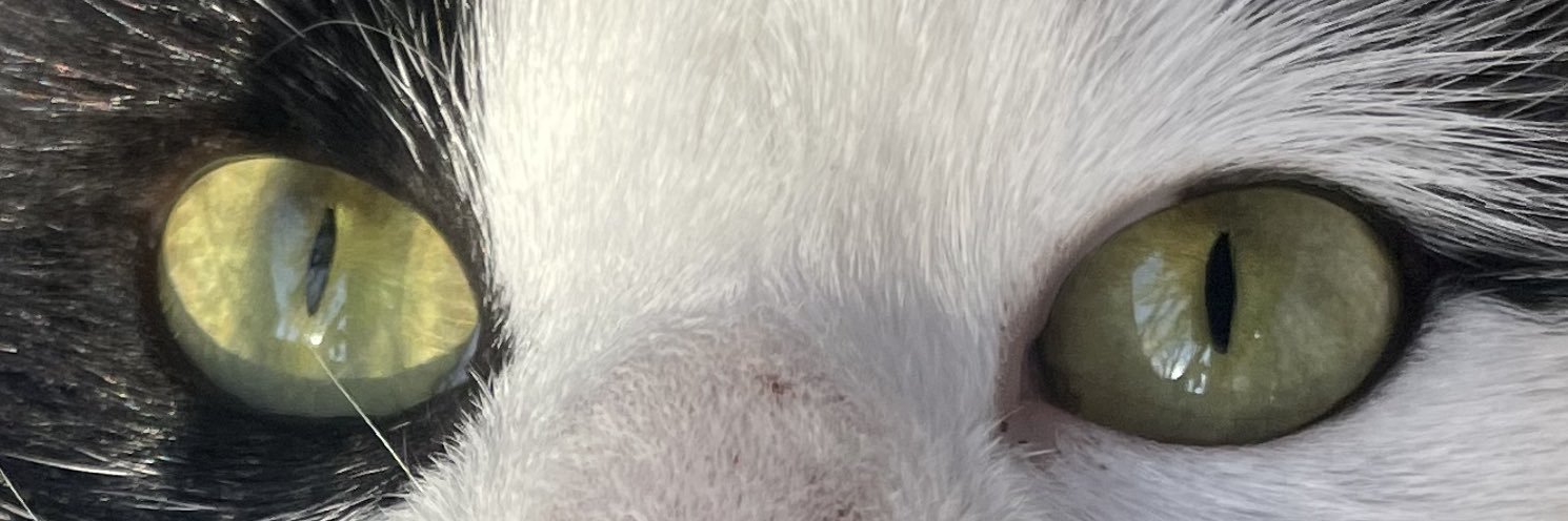 𝓛𝓲𝓿𝓿𝓮𝓻𝒦𝒶𝒾𝓈 banner