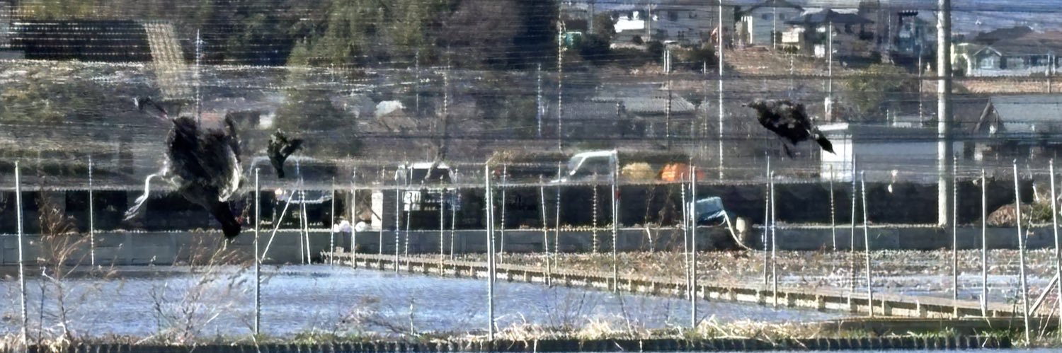 茨城レンコン畑で被害に遭う野鳥をなくす会 banner