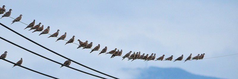 はとぽっぽ banner