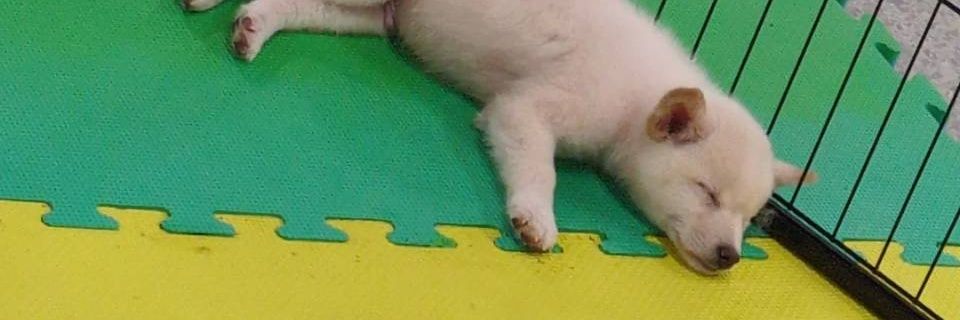 riochandayooon's profile banner image