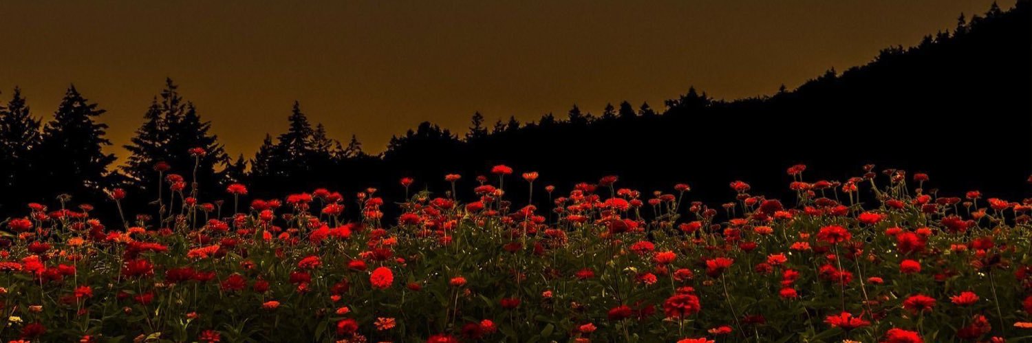 Alexanders Organic Biscuits banner