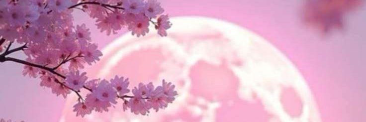 alycepols's profile banner image