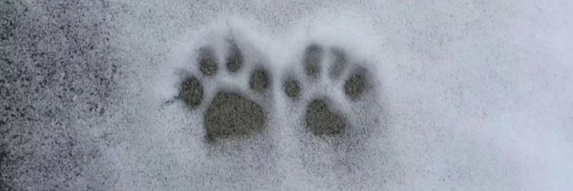 123456789 banner
