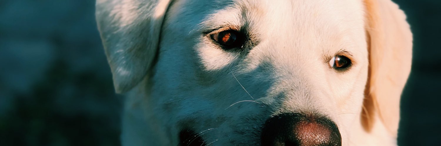 martibroda's profile banner image