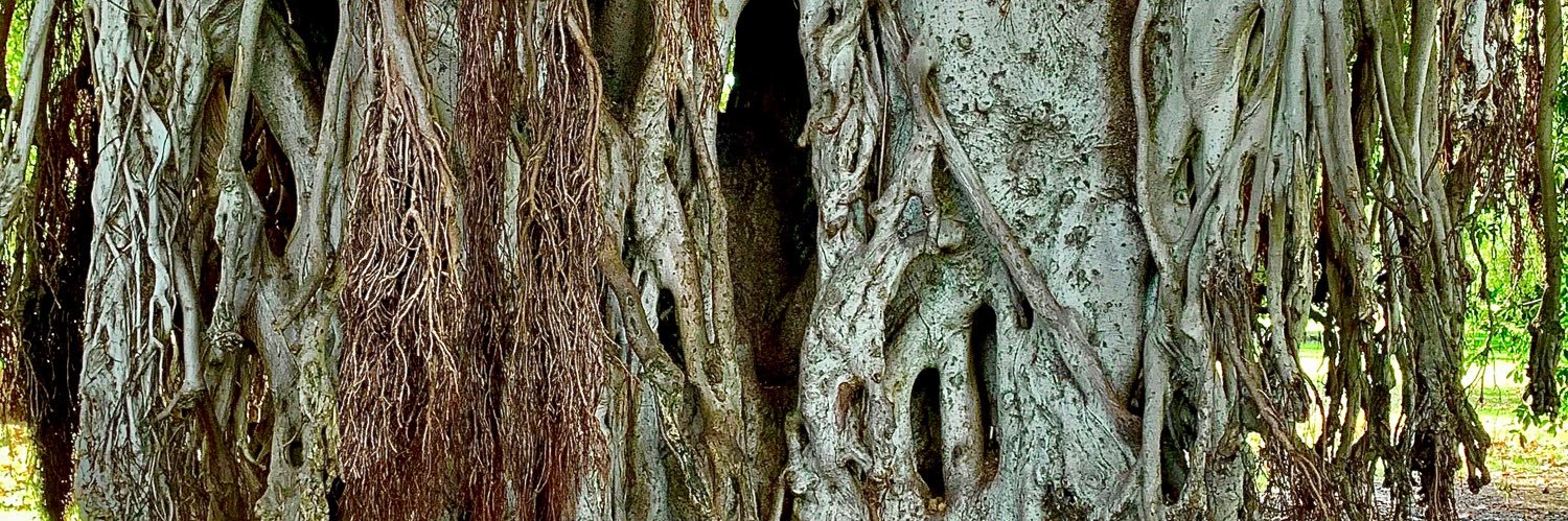 ozgrrl's profile banner image