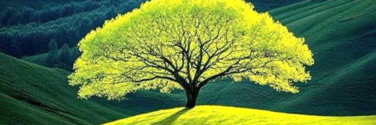 Addisyn Green banner