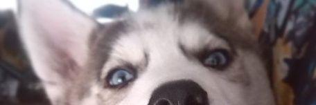 C banner