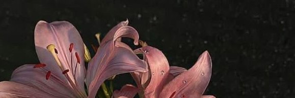 Reem__1ym's profile banner image