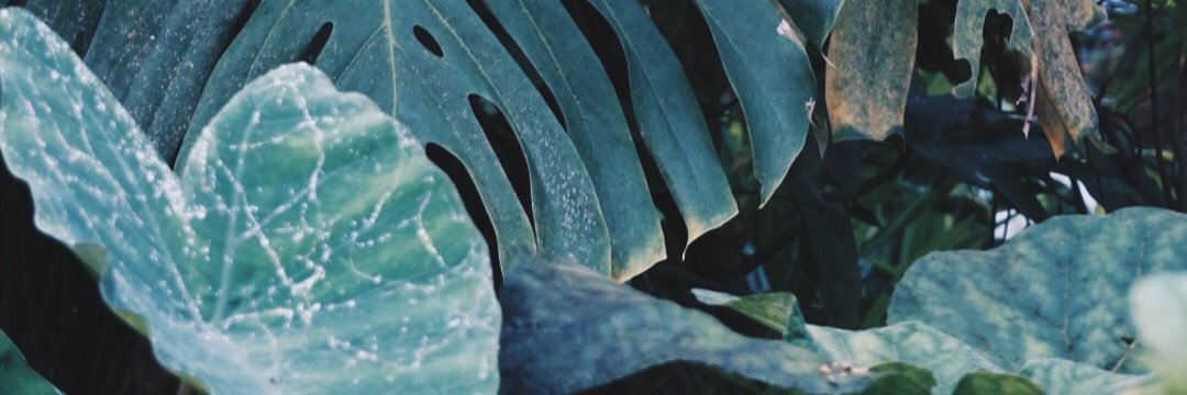 sugarpea_'s profile banner image