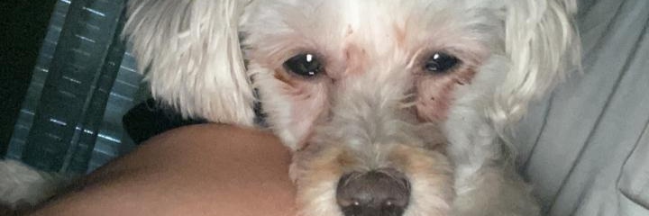 BroPelon's profile banner image