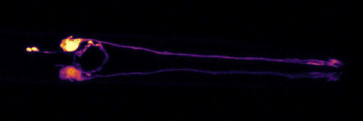 Astra Bryant, PhD banner