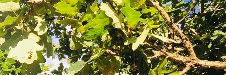 Cyo12M's profile banner image