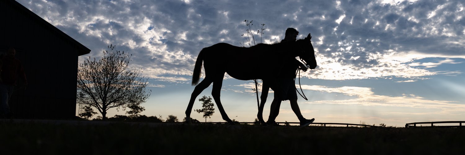 Blue Heaven Horses banner