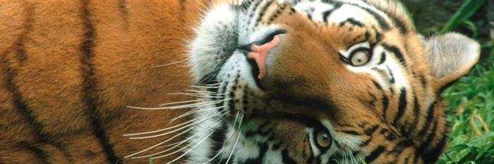 rozhkovkhv's profile banner image
