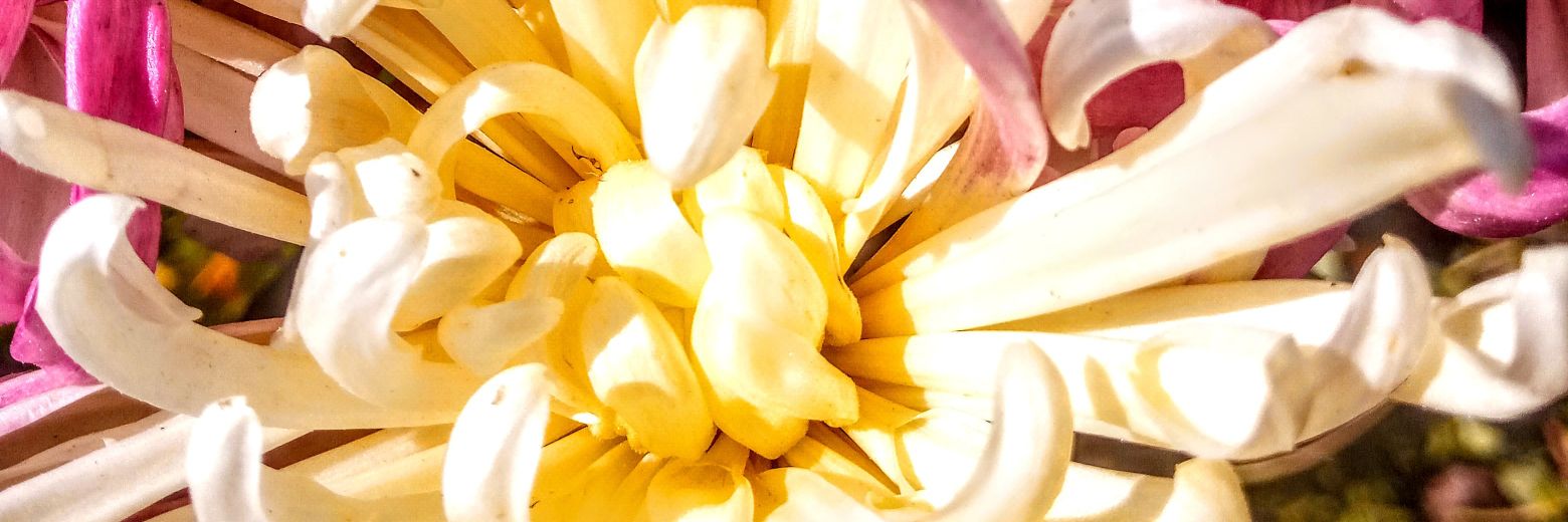 dhruvjayal's profile banner image