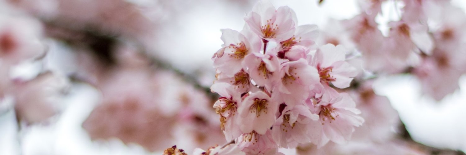 wcbcnews's profile banner image