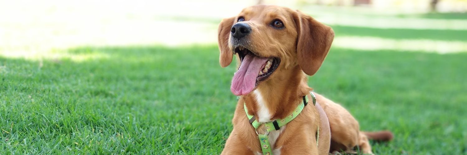 Adri -SrSolid- banner