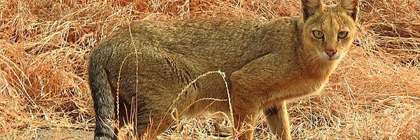 anmar711a Profile Banner