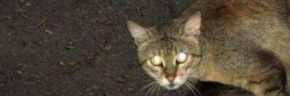 satone's profile banner image