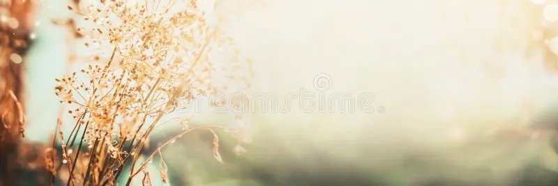 Hash王金 banner