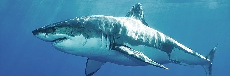 jaws2525's profile banner image