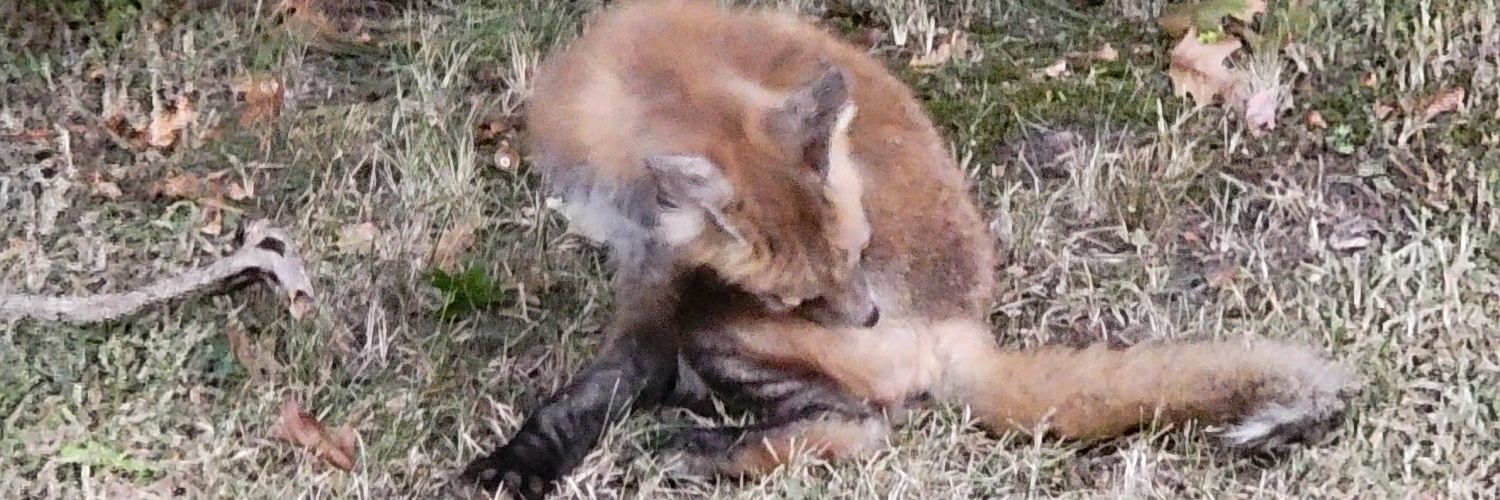 the_smallredfox's profile banner image