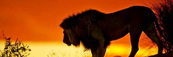 kododah's profile banner image