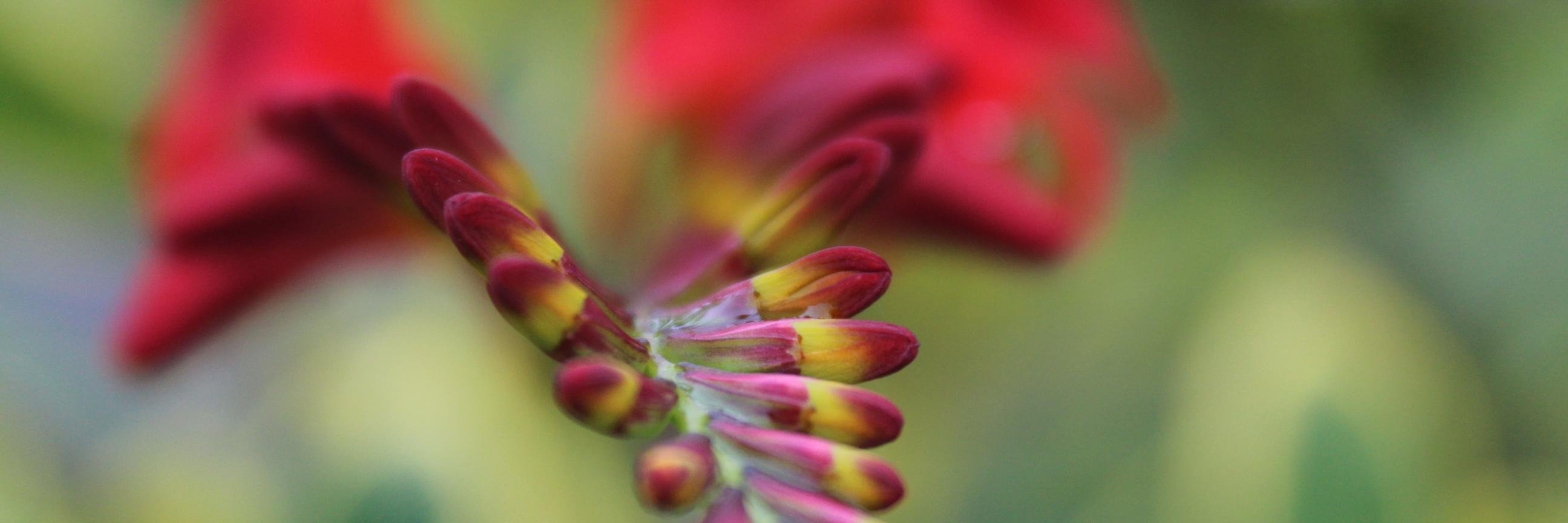 Jamie Callaghan banner