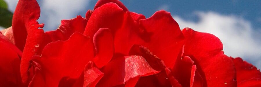 SamantadeGroot's profile banner image