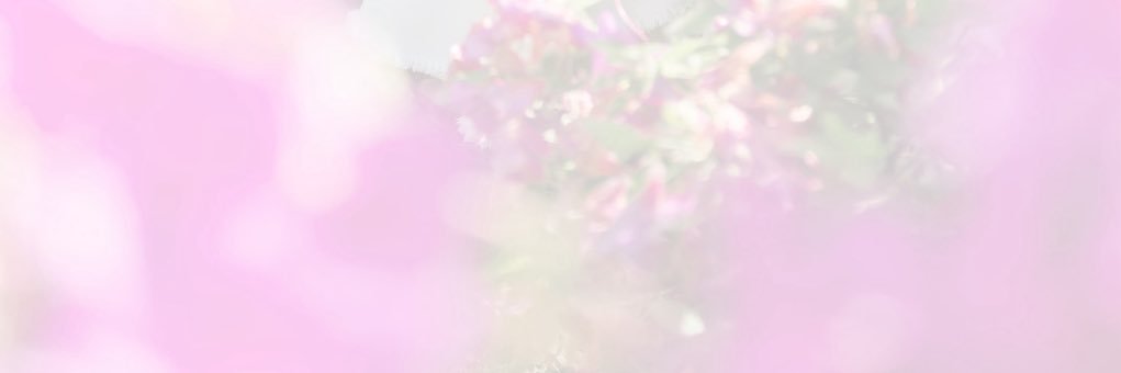 ShimizuShoco's profile banner image