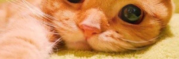 anefatima95's profile banner image