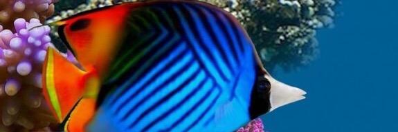 sameer_dalal's profile banner image