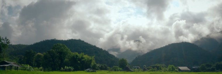 Tina Roy banner