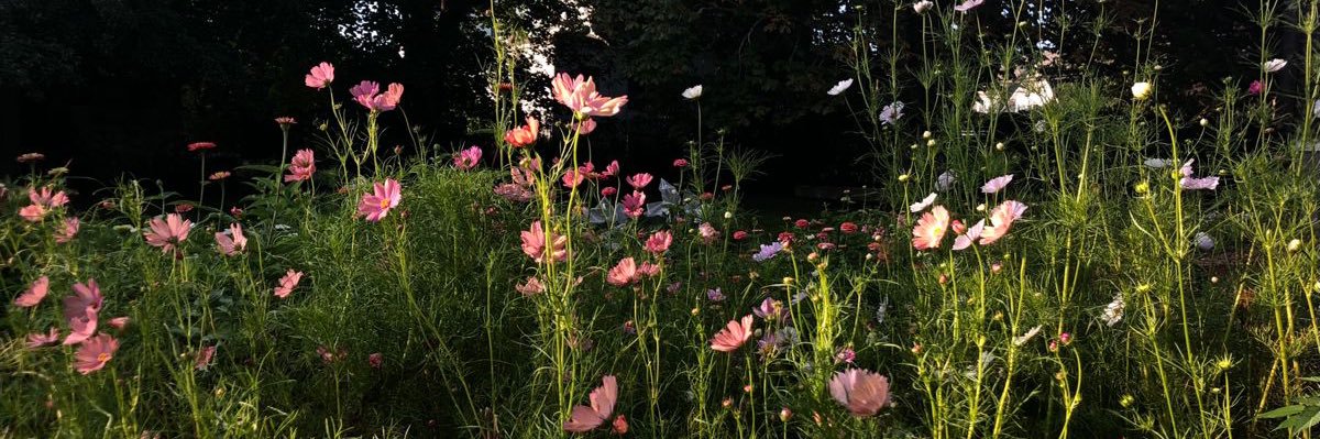 moonlitpetals's profile banner image