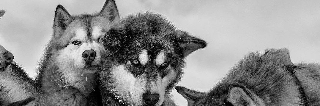 Lupus_Major's profile banner image