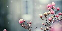 SuhasSamuel's profile banner image